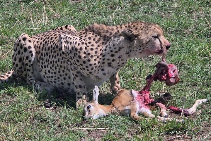 3 Days PRIVATE Maasai Mara Family/ Couple/ Honeymoon Adventure