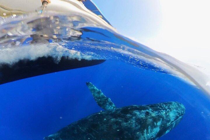 Tour di osservazione delle balene - Big Island, Hawaii