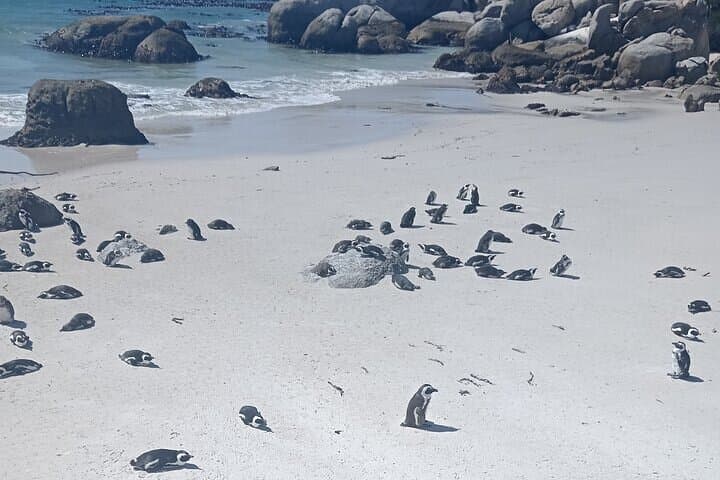 Cape of Good Hope Cape Point and Penguins Private Tour Cape Town
