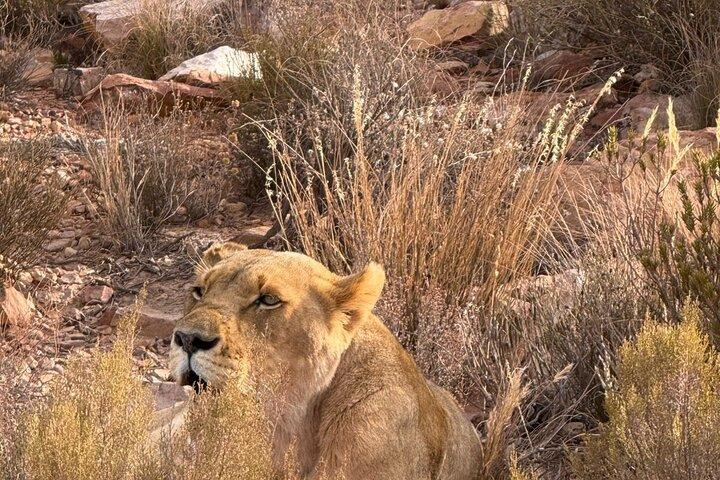 Aquil big five Sunset safari longa marcha para o museu da liberdade