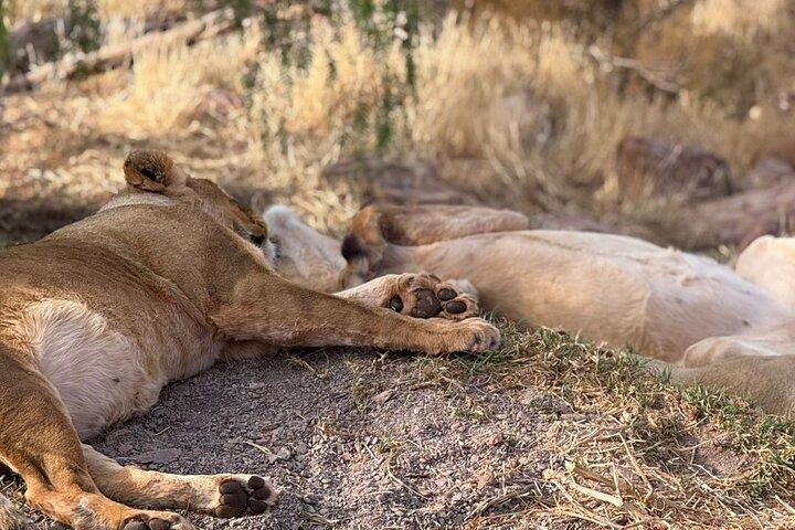 Aquil big five Sunset safari longa marcha para o museu da liberdade