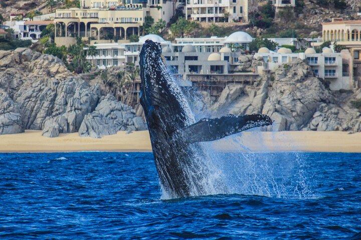 2 - Hour Whale Watching Tour i Cabo med morgenmad