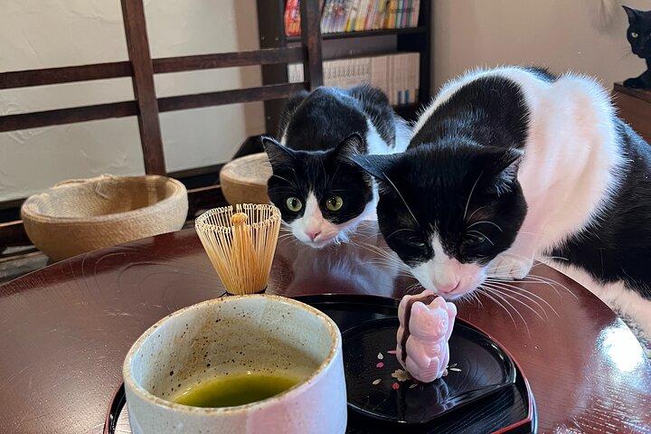 Cerimonia privata del tè al Kyoto Cat Sanctuary – Ritiro etico