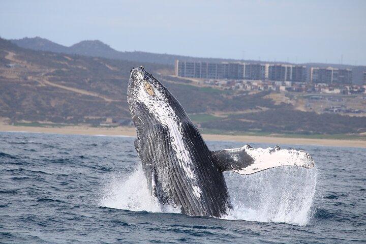 Excursão Majestic Whale Watching em Cabo San Lucas