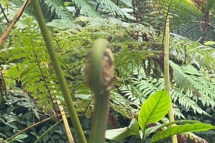 Besuchen Sie den El Yunque National Forest