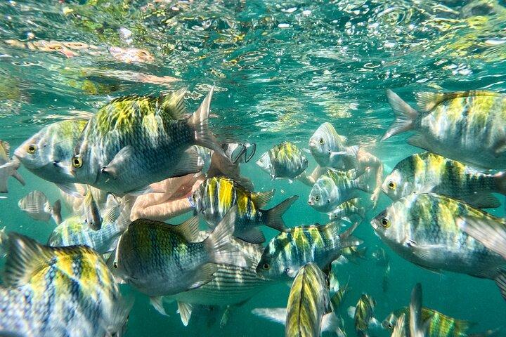 Avventura locale: snorkeling a Majahuitas e una giornata di relax in spiaggia