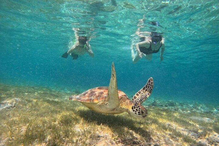 Gili snorkeltour : zwemmen met schildpadden & Go Pro Documentatie