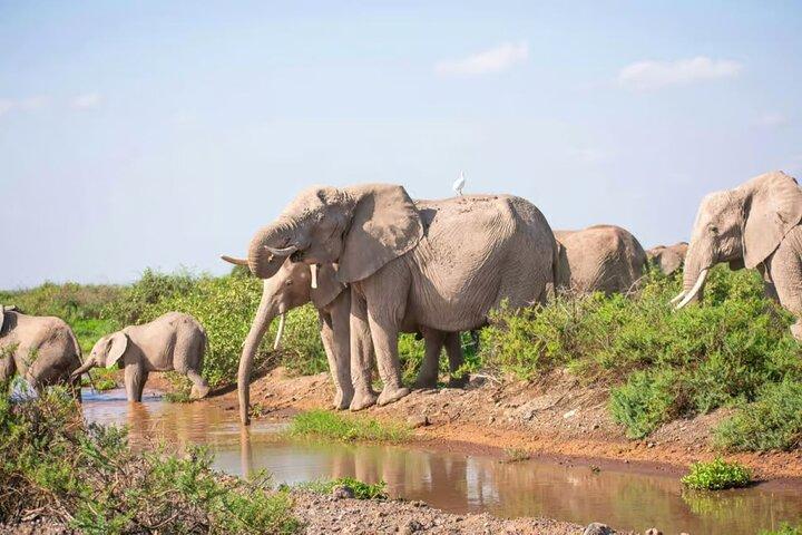 Parc national Amboseli : Excursion d'une journée complète au départ de Nairobi
