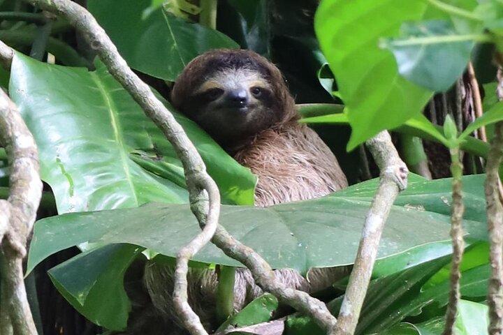 Puerto Viejo Amazing Sloth Watching Tour