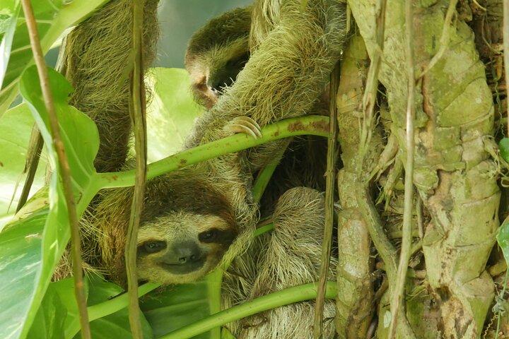 Puerto Viejo Amazing Sloth Watching Tour