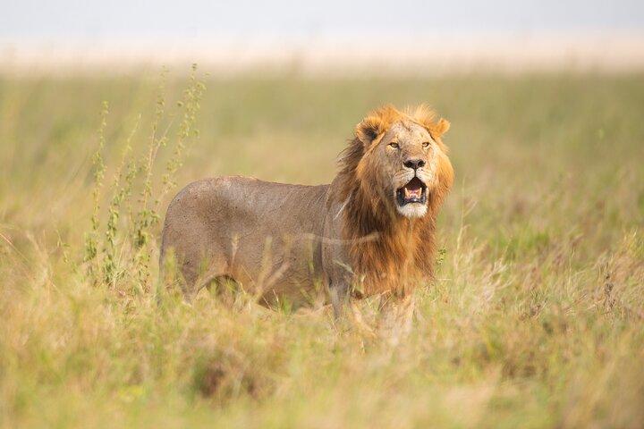 7 dagars stor migration Serengeti Safari