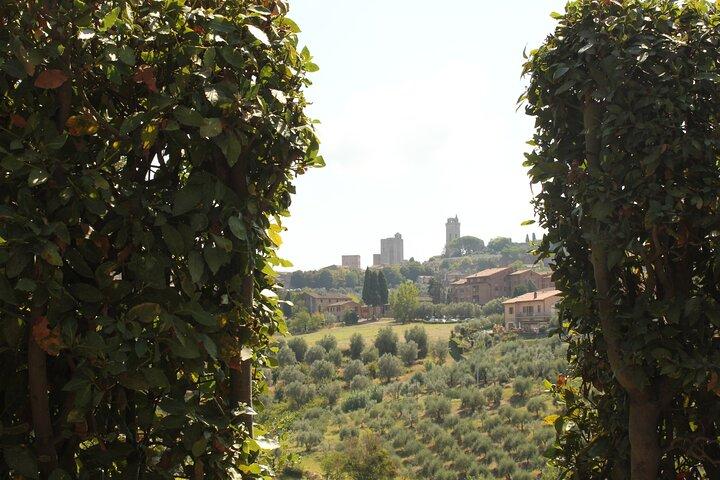 Almoço toscano privado com degustação de vinho e azeite Evo no vinhedo