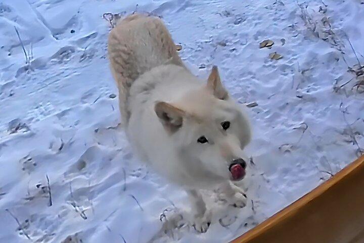Excursão Banff Day Trip & Wolfdog Sanctuary