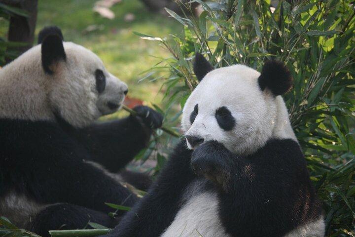 2-Day Private Chengdu Panda Tour