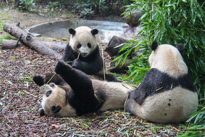 Chengdu Panda Base Tickets with Optional Private Tour Upgrade
