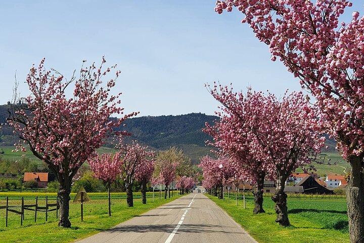 Excursion sur la Route des Vins d'Alsace