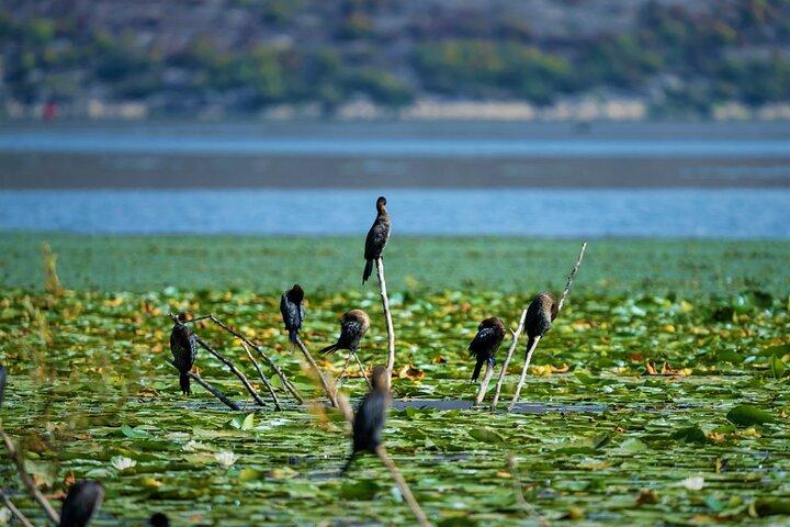 Skadar Lake Private Boat Tour og opdage Montenegrin Venedig