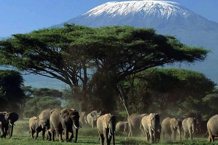 Day Trip to Amboseli National Park with a view of Mt Kilimanjaro
