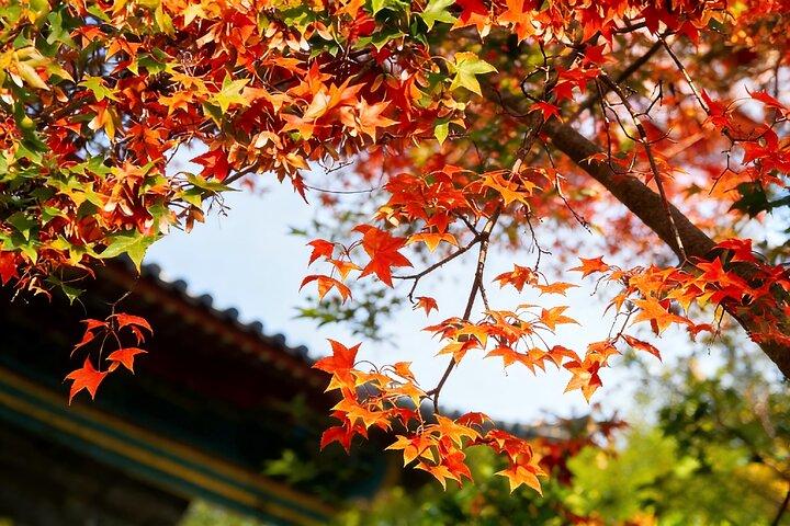 Visite privée de Beijing au Summer Palace et à Fragrant Hill avec un téléphérique
