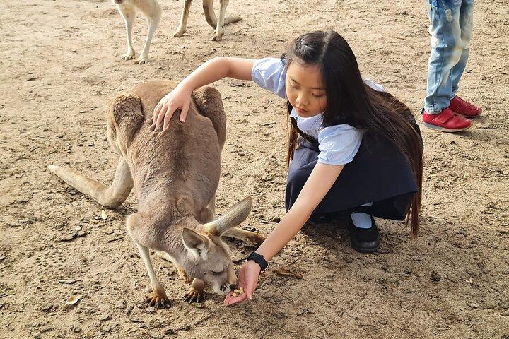 Visite privée : Parc animalier d'une journée et vallée des Cygnes - au départ de Perth