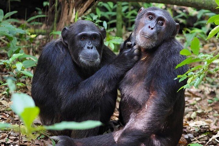 1 dag Chimpanze Trekking Safari til Kibale National Park