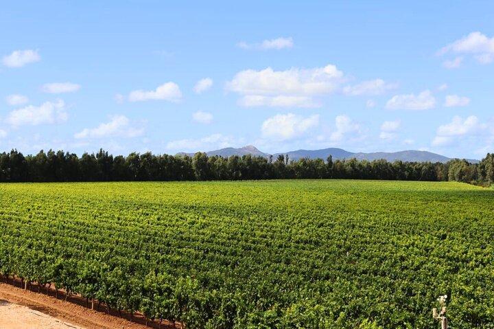Alghero: guided tour of the winery with wine tasting