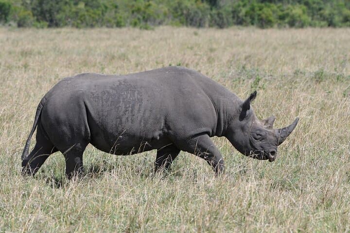 4 Day Tour of Lake Nakuru NP and Masai Mara National Reserve