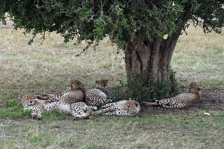 4 Day Tour of Lake Nakuru NP and Masai Mara National Reserve