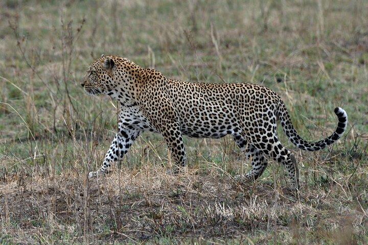 4 Day Tour of Lake Nakuru NP and Masai Mara National Reserve