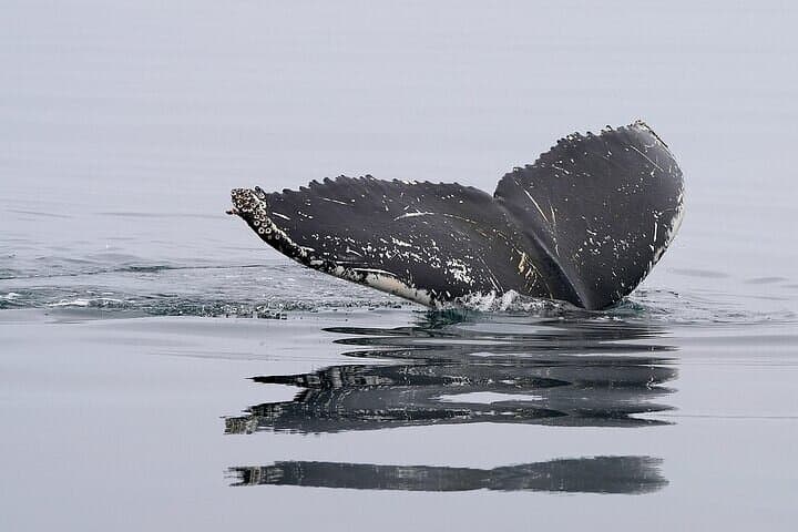 Hermanus Whale Watching and Wine Experience from Cape Town