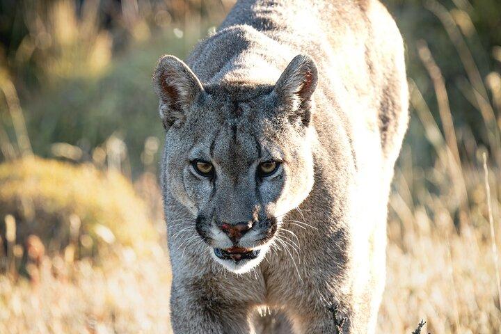 Avistamiento de Pumas Torres del Paine