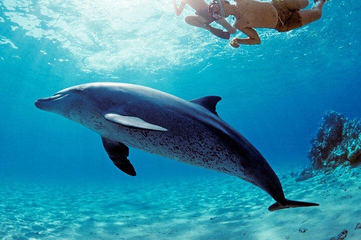 Dolphin House Adventure: Snorkeling com almoço _ Hurghada