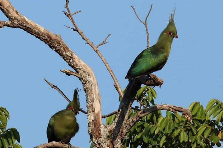 Safari de observación de aves desde Livingstone : Opciones de medio día o día completo