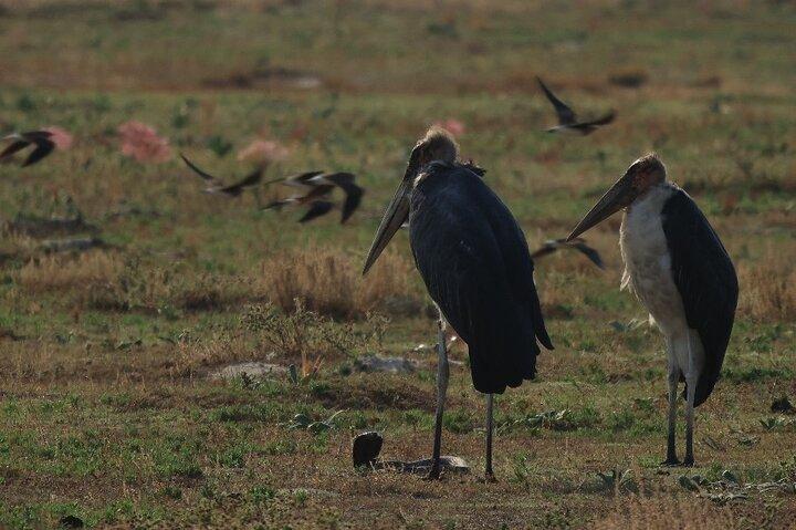 Safari de observación de aves desde Livingstone : Opciones de medio día o día completo