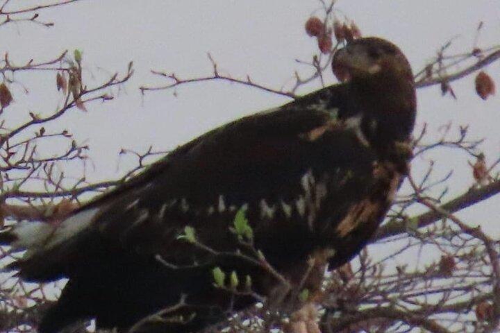 Safari de observación de aves desde Livingstone : Opciones de medio día o día completo