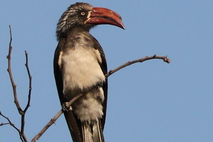 Safari de observación de aves desde Livingstone : Opciones de medio día o día completo