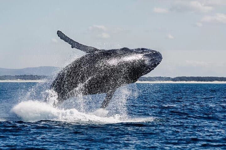 Hermanus Whale Watching and Wine Experience from Cape Town