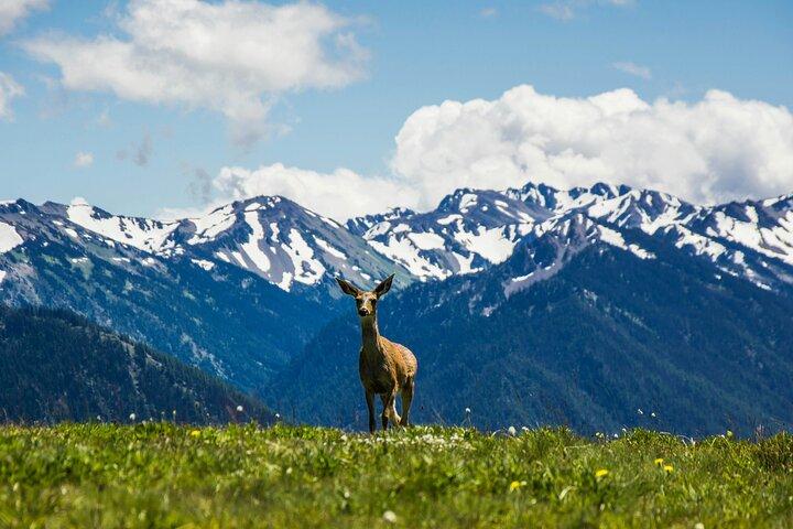 Olympic National Park Small Group Day Tour w/Scenic Ferry 2CanGo