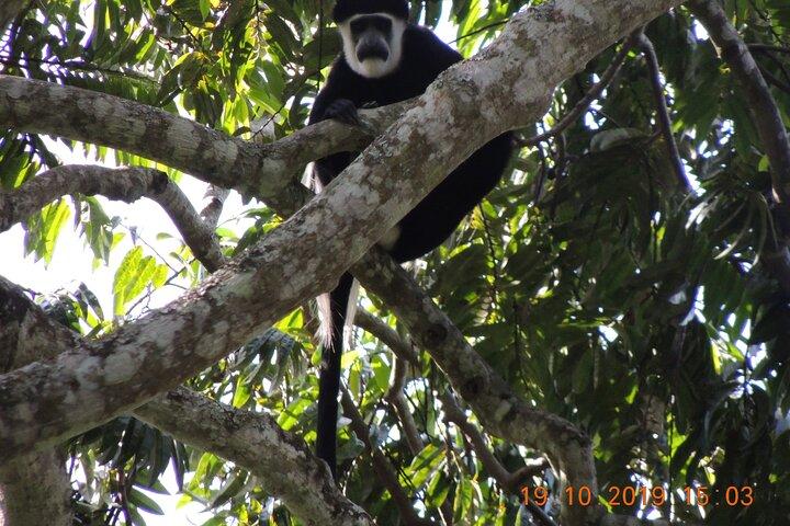 7 dias Midrange Safari com Big 5 e Primates