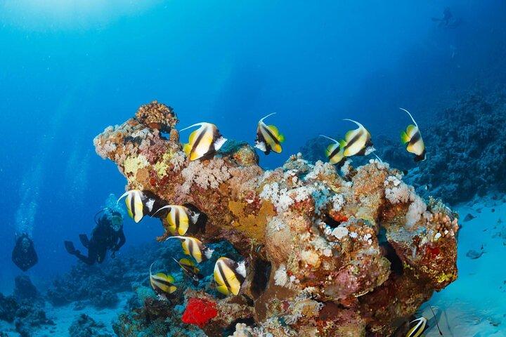 Hurghada Intro Dykning og snorkling All Inclusive Dagstur