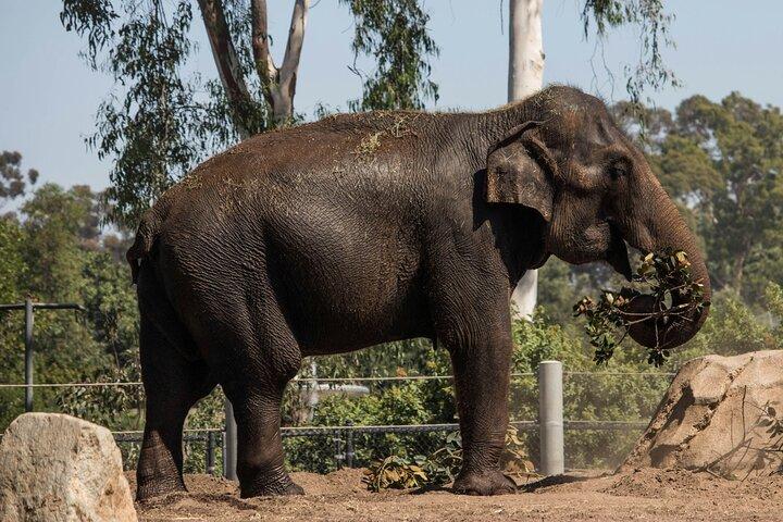 San Diego Zoo Bilhete e App Guided Tour Pacote