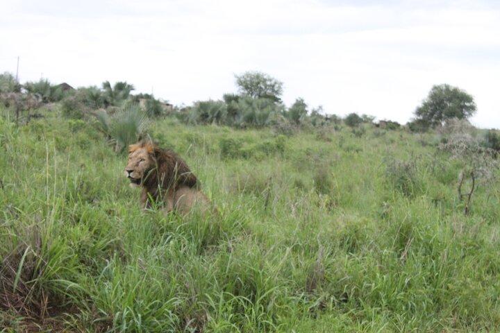 7 Tage Uganda Midrange Primas und Wildlife Safari