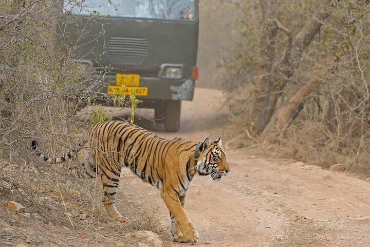 Excursion d'une journée de Jaipur à Ranthambore avec Tiger Safari