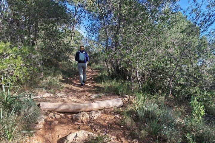 Palma Forest e Old Town E-bike Tour e Bellver Castle Hike