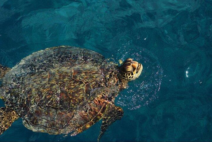 90 Minute Turtle Canyon Waikiki Katamaran Snorkel