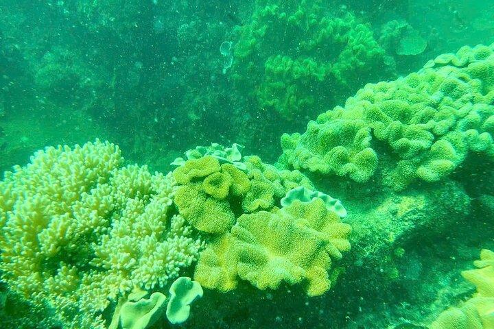 Echte snorkeltocht per speedboot met kleine groep op Cham eiland