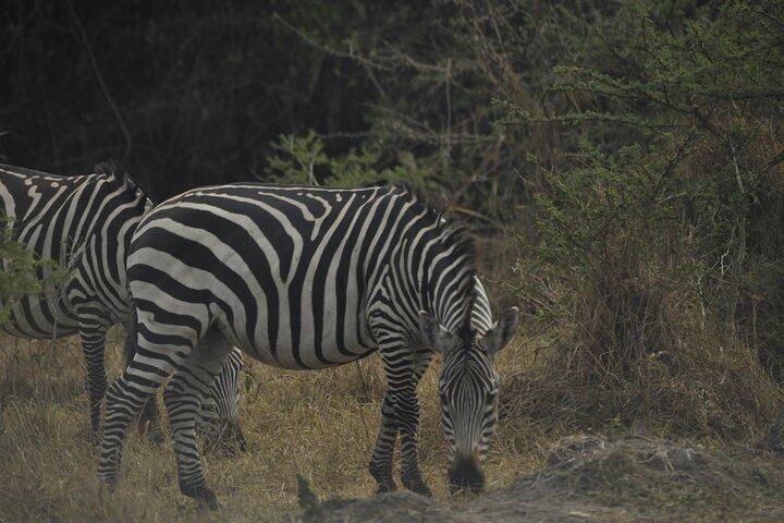 10 dias melhor de Uganda com big5 e safari de primatas