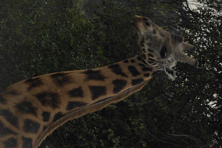 10 dias melhor de Uganda com big5 e safari de primatas