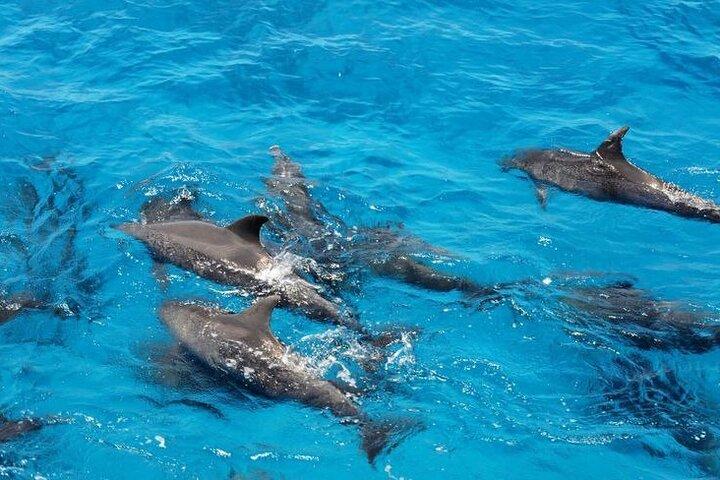 Hurghada Bådtur til Dolphin House og snorkling