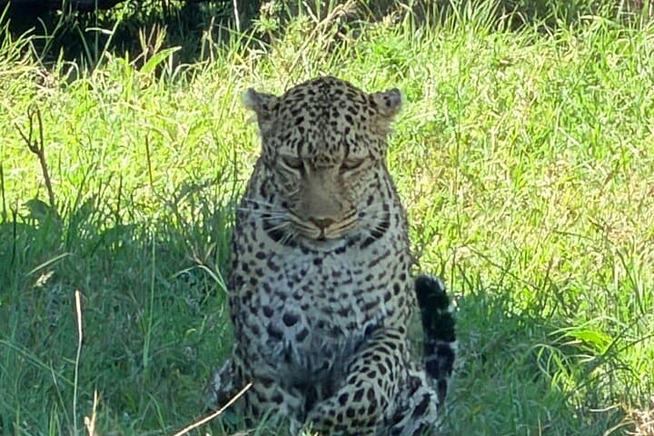 3Days Maasai Mara Group Safari in Landcruiser